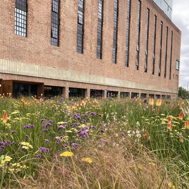 Wildflower garden in front of Battersea Power Station’s restored brick facade.